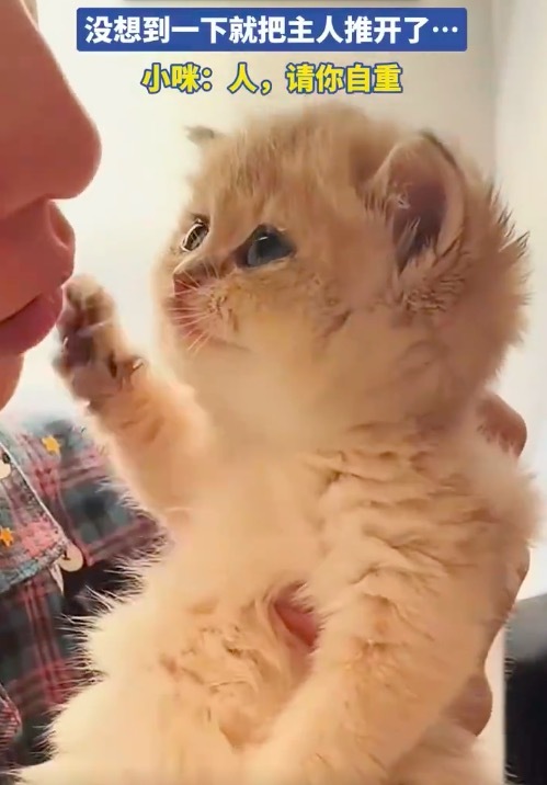 偷亲小猫咪没想到把主人推开了 咪：人，请你自重！