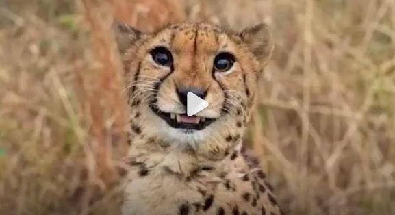 猎豹是草原中最大的受气包 没想到猎豹竟然在动物界混的这么惨！