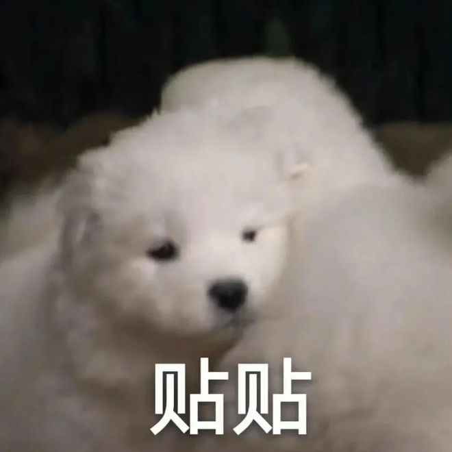 E句话 | 陈豪养家压力大到秃顶？