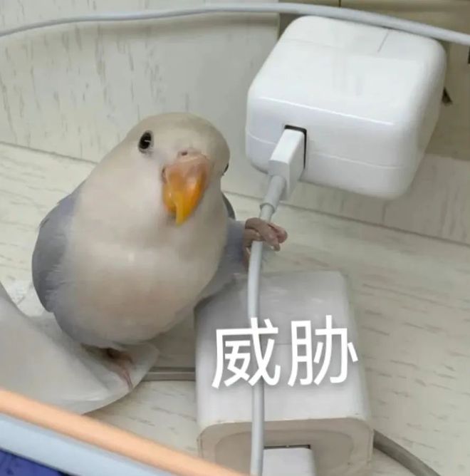 E句话 |黄晓明金世佳申请读博，内娱开始卷学历了？
