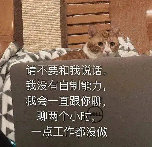 E句话 |黄晓明金世佳申请读博，内娱开始卷学历了？