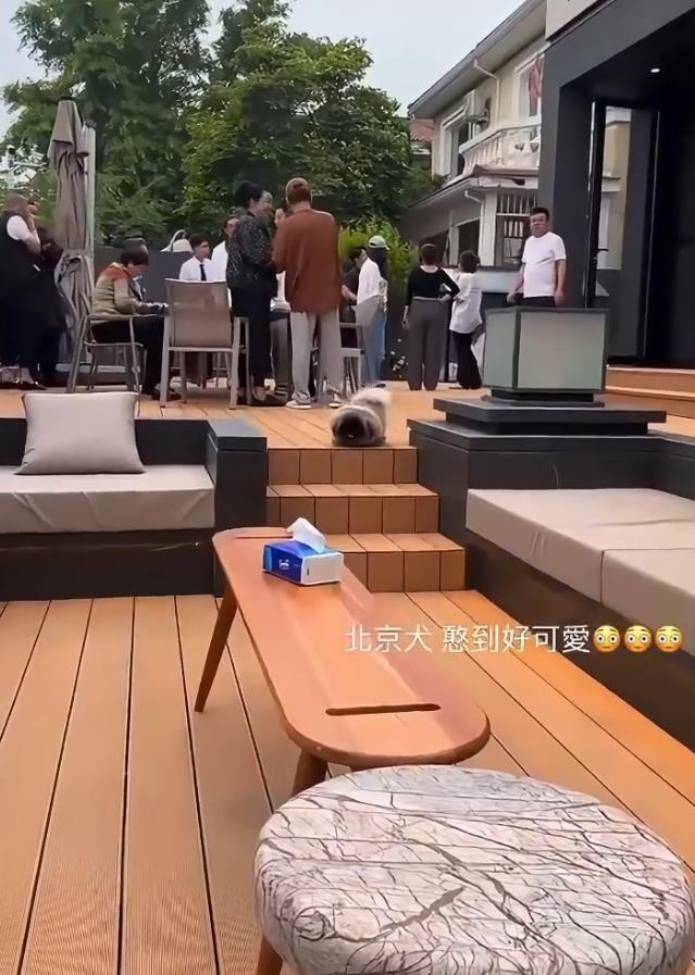 汪小菲霸气！2亿豪宅内宴请马筱梅家人吃烤全羊，家人一团和气