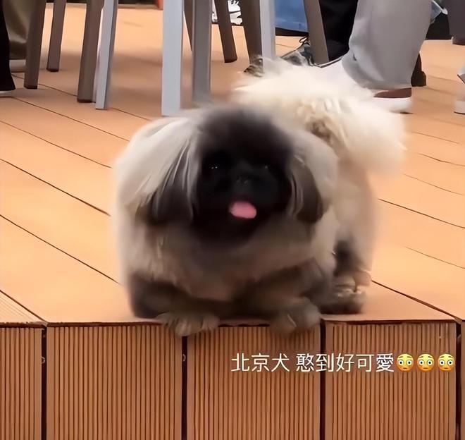 汪小菲霸气！2亿豪宅内宴请马筱梅家人吃烤全羊，家人一团和气