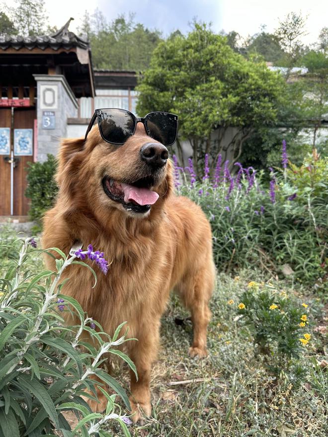 周云蓬和导盲犬熊熊：再见熊熊，你是永远的乡愁