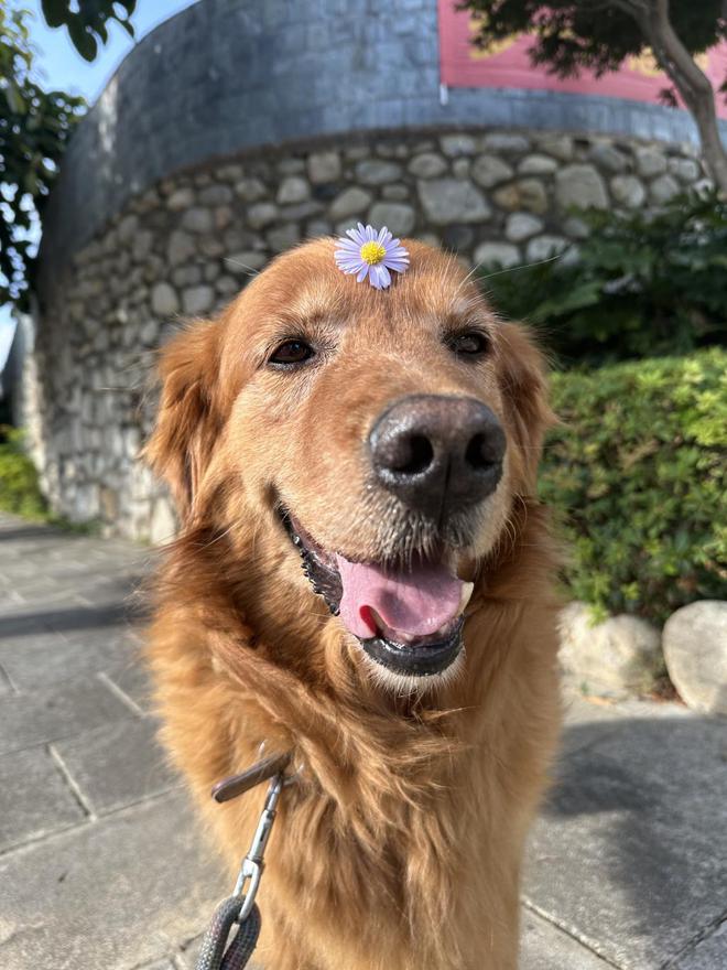 周云蓬和导盲犬熊熊：再见熊熊，你是永远的乡愁