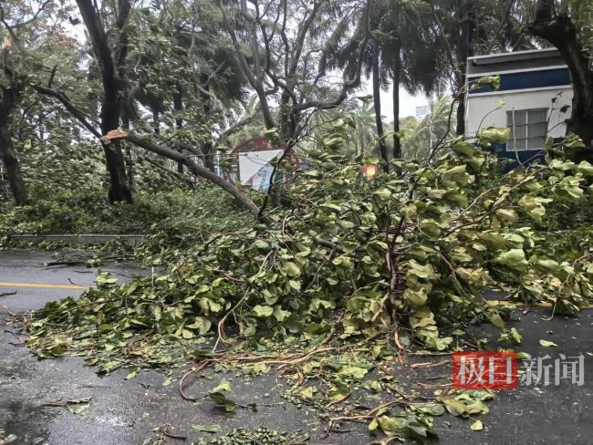 直击台风“蝴蝶”登陆时的三亚：树被吹断
