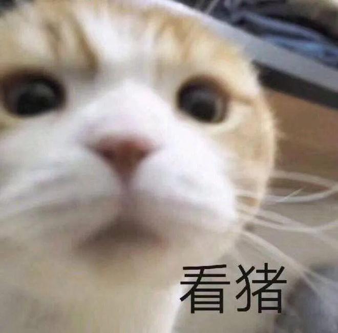 E句话|孔雪儿否认逛月老殿：我求的是财运！