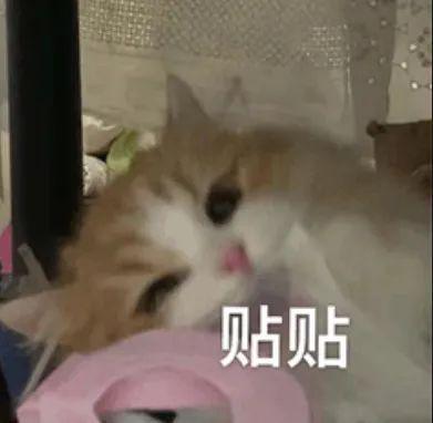 E句话 | 刘宇宁这么快就否认啦？