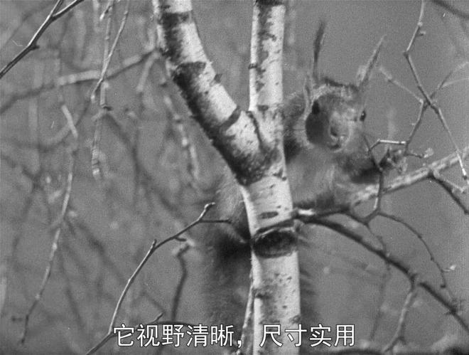 曾经它仅次于《公民凯恩》