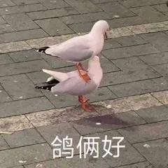 E句话 | 恋综没成的CP，offer成了？