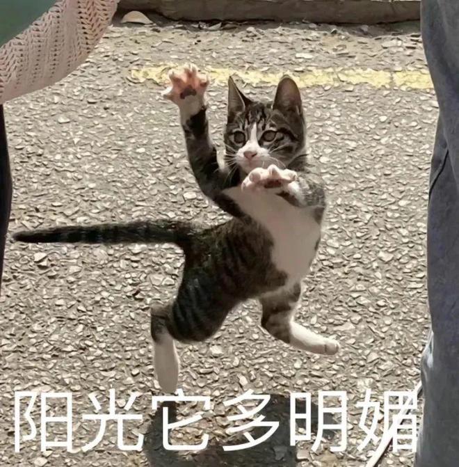 E句话|贾静雯看权志龙演唱会被粉丝围攻了？