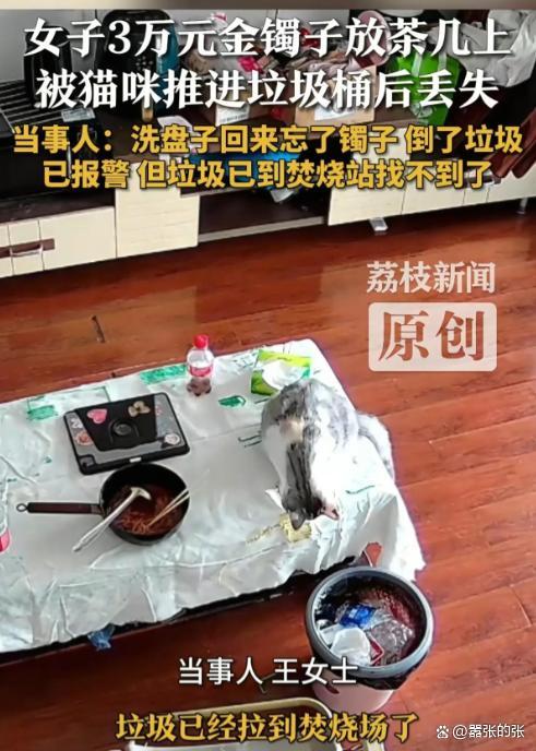 女子回应金镯子被猫推进垃圾桶丢了 猫咪“完美作案”