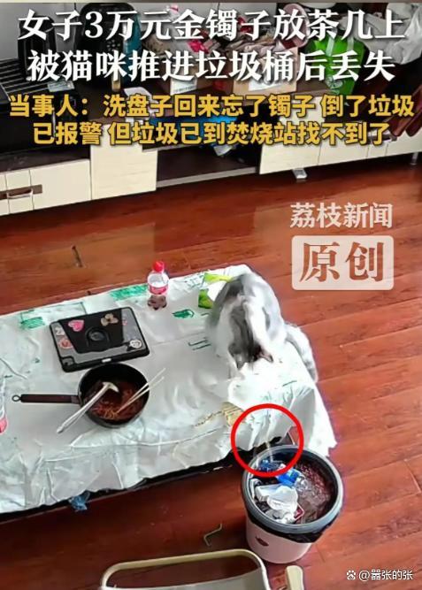 女子回应金镯子被猫推进垃圾桶丢了 猫咪“完美作案”