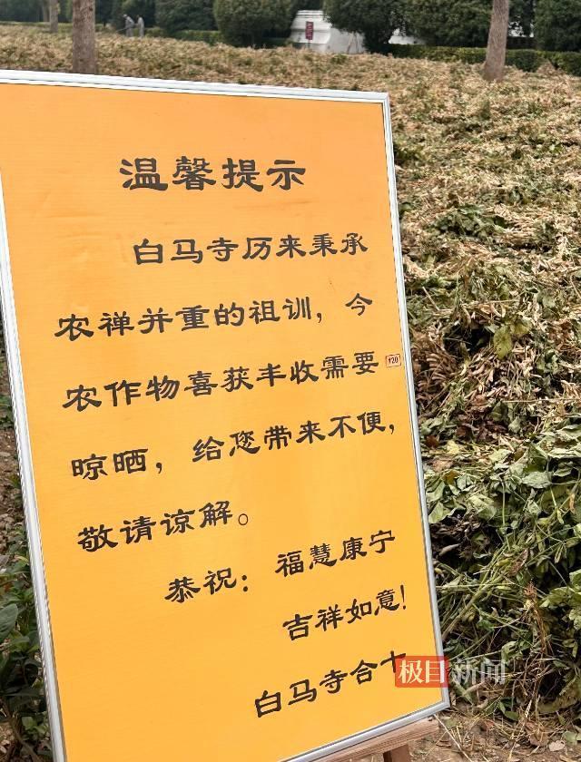 洛阳白马寺僧人顶着酷热种地 农禅并重守祖训