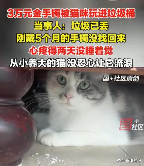 女子回应金镯子被猫推进垃圾桶丢了 猫咪“完美作案”
