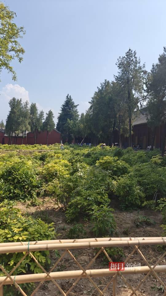 洛阳白马寺僧人顶着酷热种地 农禅并重守祖训