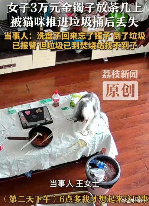 女子回应金镯子被猫推进垃圾桶丢了 猫咪“完美作案”