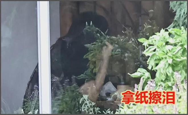 大S雕像迟迟没落成，言承旭只能到墓园祭拜，当场落泪吃饭都在哭