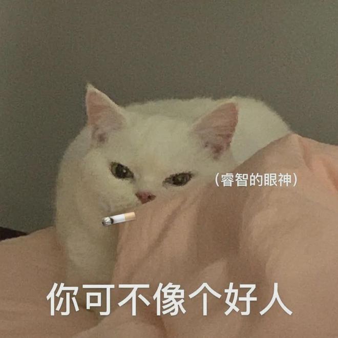 E句话 | 酒店推出宠物犬陪睡服务？想点一个！
