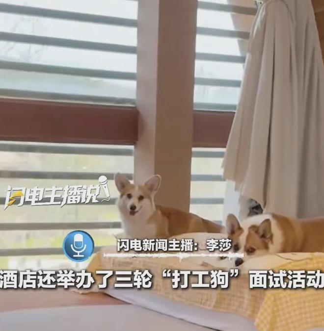 E句话 | 酒店推出宠物犬陪睡服务？想点一个！