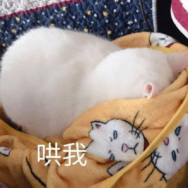 E句话 | 寄居蟹永远没有代表作？