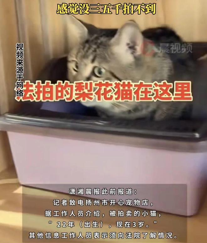E句话 | 寄居蟹永远没有代表作？