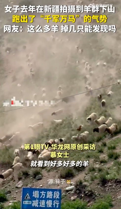 羊群下山跑出动物大迁徙即视感 场面相当壮观