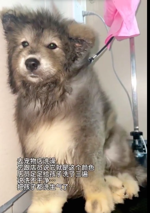 被误以为是发霉的灰色萨摩耶 没想到是天生稀有款