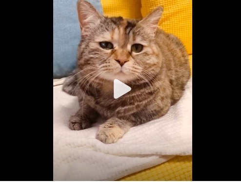 宝宝你是一个有法令纹的小猫 网友：班味有点重