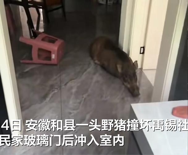 野猪闯入室内 救援队携猎犬处置