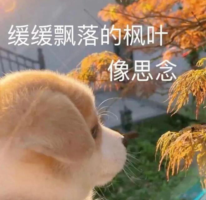 E句话| 陈乔恩晒图悼念好友
