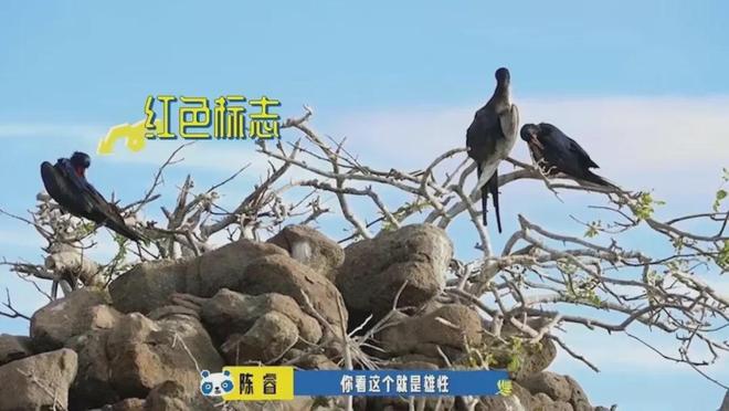 自制纪录片的胡先煦，为什么没能成为下一个王一博