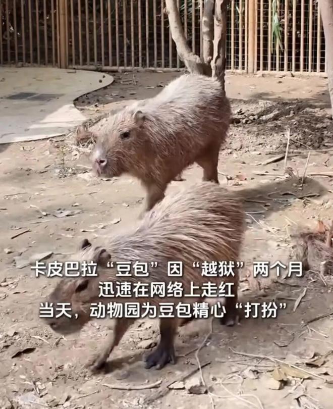 E句话看天下| 他又塌了？