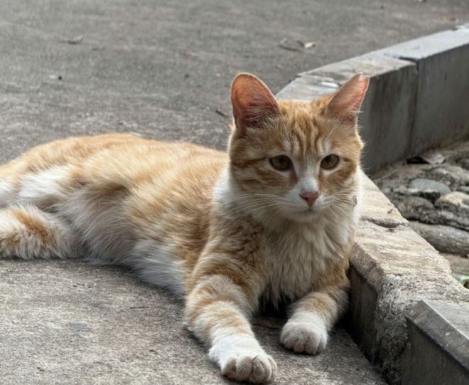 《红舞鞋》官微删除道歉信，司机还挑衅网友：猫也没人疼戏照样拍