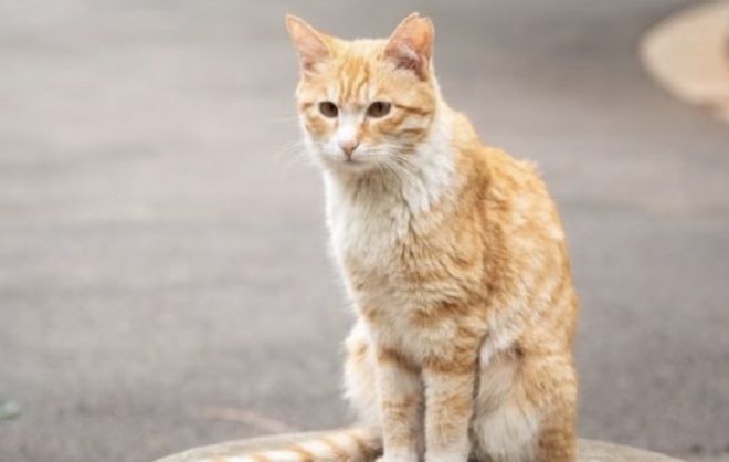 《红舞鞋》官微删除道歉信，司机还挑衅网友：猫也没人疼戏照样拍