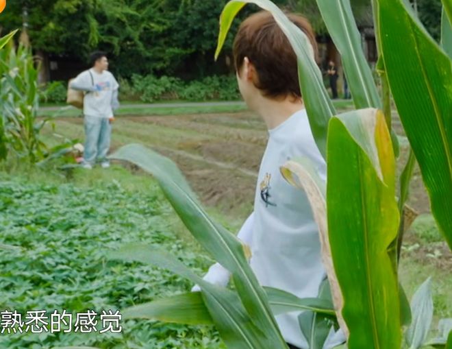 《向往》收视回暖！黄磊动手做饭，明星干了农活，可惜已经晚了