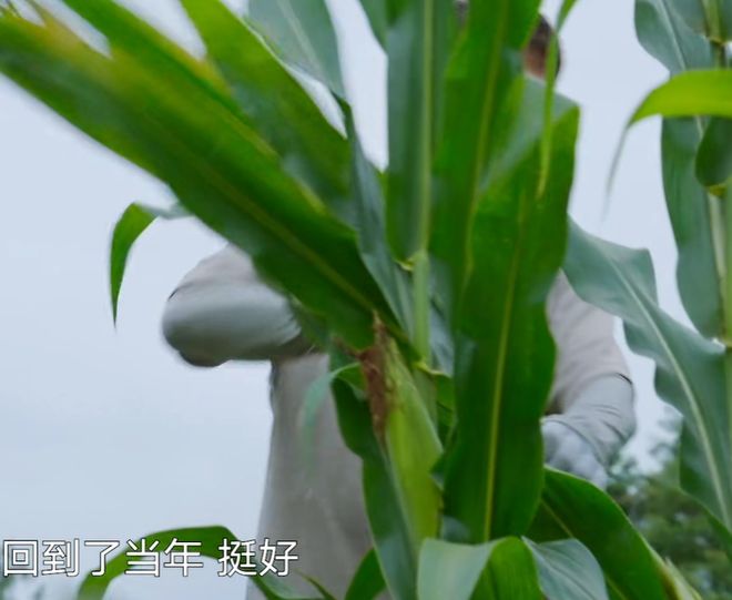 《向往》收视回暖！黄磊动手做饭，明星干了农活，可惜已经晚了