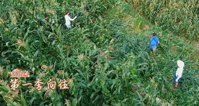 《向往》收视回暖！黄磊动手做饭，明星干了农活，可惜已经晚了