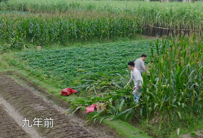 《向往》收视回暖！黄磊动手做饭，明星干了农活，可惜已经晚了