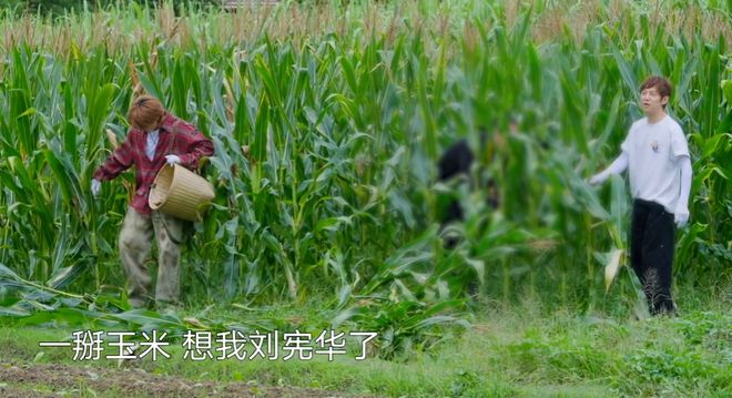 《向往》收视回暖！黄磊动手做饭，明星干了农活，可惜已经晚了
