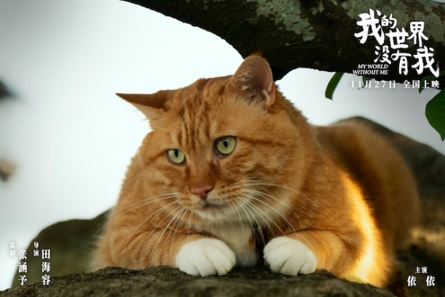 电影《我的世界没有我》官宣定档11月27日 田海容首次执导直击当代人心灵困境