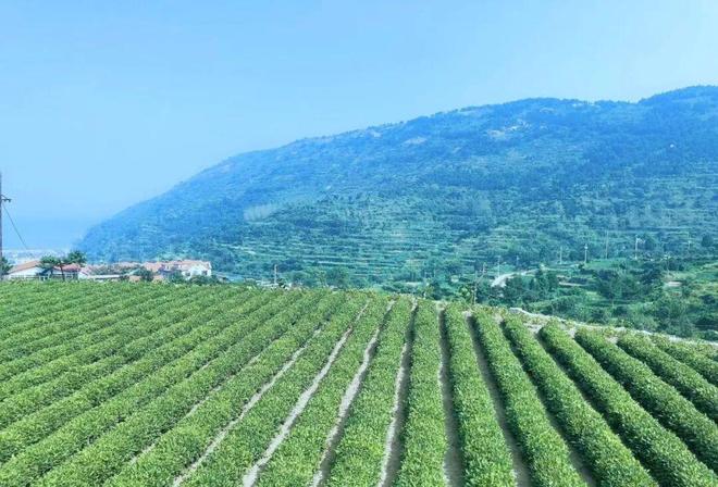 世界上还有很多吴细妹｜《命悬一生》编剧陆春吾专访